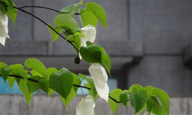 探秘活化石植物的奥秘（揭示活化石植物的代表意义及其独特生命特征）