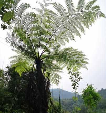 探秘活化石植物的奥秘（揭示活化石植物的代表意义及其独特生命特征）