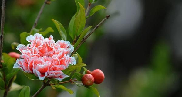 探究石榴花的花语及其象征意义（了解石榴花的文化内涵与美丽意蕴）