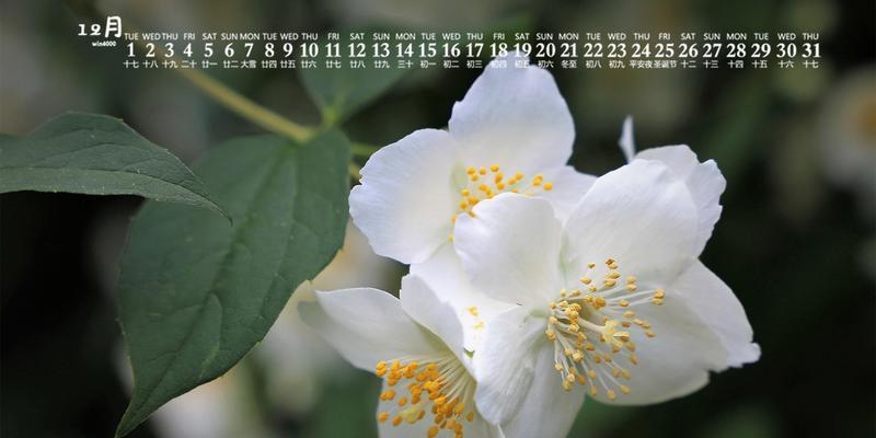 12月开什么花？（探秘寒冬里的花海世界）