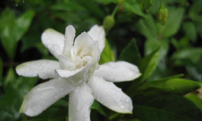 栀子花的花语与象征（探寻栀子花的浪漫寓意）