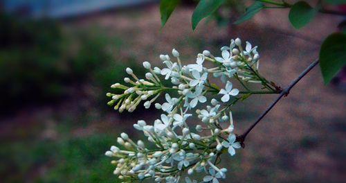 丁香花的寓意与象征（探秘丁香花的文化内涵）