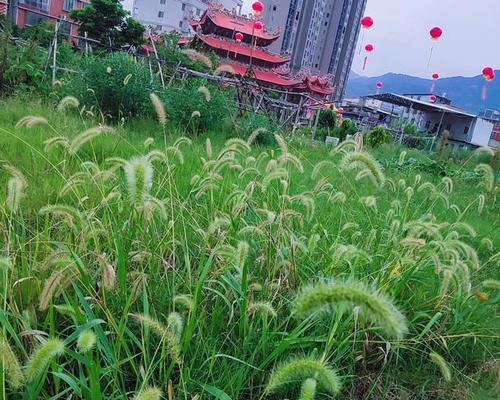 狗尾巴草的花语（探寻狗尾巴草的花朵之美，了解它的花语）