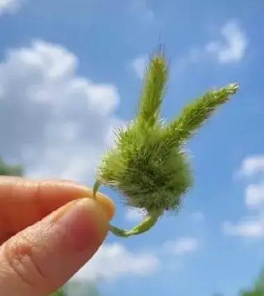 狗尾巴草的花语（探寻狗尾巴草的花朵之美，了解它的花语）