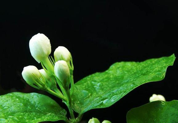 茉莉花的花语与寓意（探索茉莉花的浪漫与神秘）