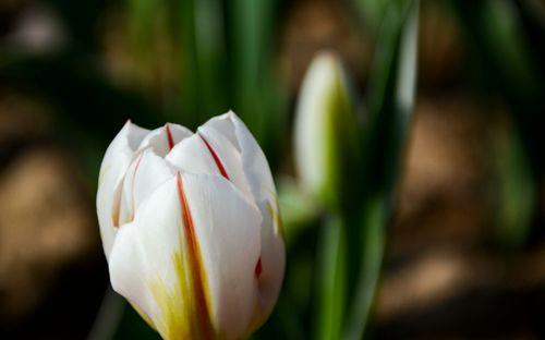 白色郁金香花语（寓意高尚、纯洁的美丽）