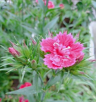 石竹花的花语与寓意（探寻石竹花在不同文化中的象征意义）