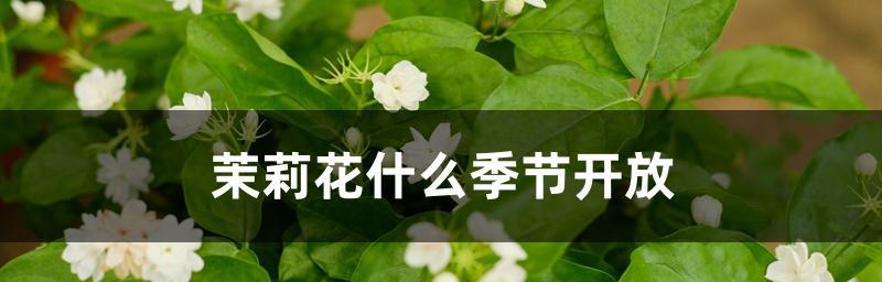 茉莉花的送礼之意（送茉莉花，传递心意）