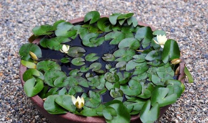 打造梦幻水景，浅谈睡莲的盆栽方法（如何以盆栽方式种植睡莲，让家中也拥有令人惊艳的水景）