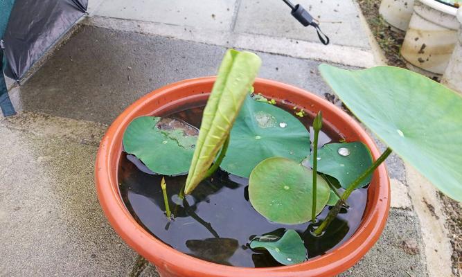 打造梦幻水景，浅谈睡莲的盆栽方法（如何以盆栽方式种植睡莲，让家中也拥有令人惊艳的水景）