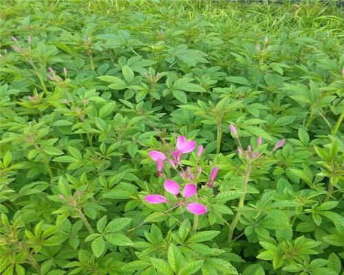 醉蝶花的生长和繁殖（如何正确播种醉蝶花？生长过程中需要注意哪些问题？）