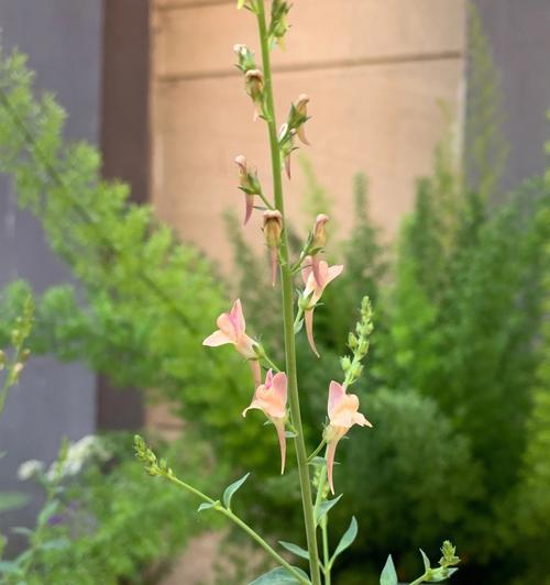 金鱼草花种植指南（打造花园的首选之一，从栽种到养护一网打尽）