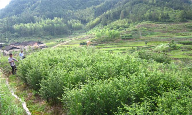 红豆杉种植条件要求（从土壤到气候，全面了解红豆杉生长环境）