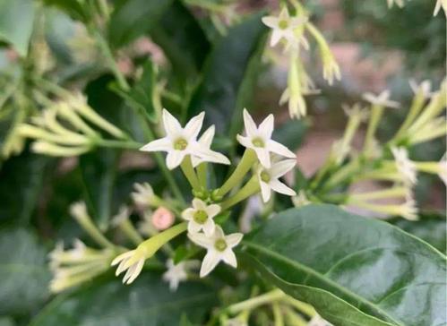 夜来香开花时间及特点（探究夜来香开花的奥秘和生长环境）