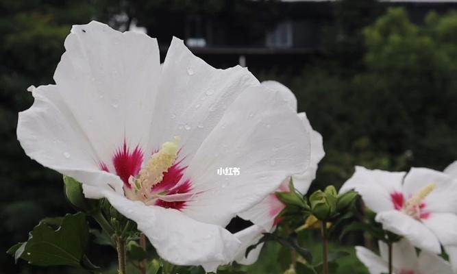 夏之花海（探寻夏日盛开的植物之美）