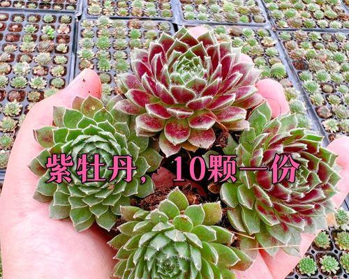 紫牡丹——好养的优美之选（种植技巧、繁殖方法、观赏效果一网打尽）