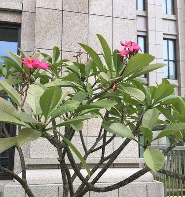 鸡蛋花盆景的养殖方法（打造绿色美化家居，从鸡蛋花开始）