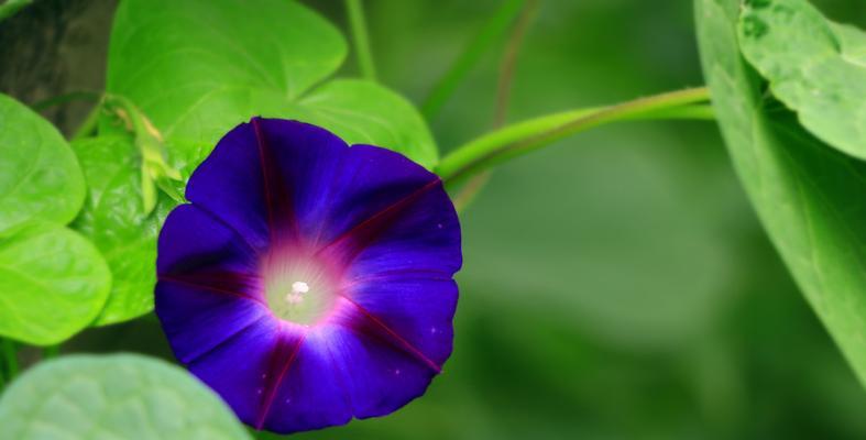 牵牛花，盛夏之美（探寻牵牛花的神奇色彩与形态）