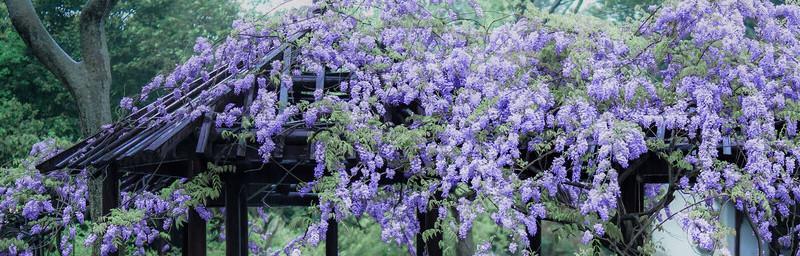 紫藤花的寓意和象征（深入探究紫藤花的文化内涵）