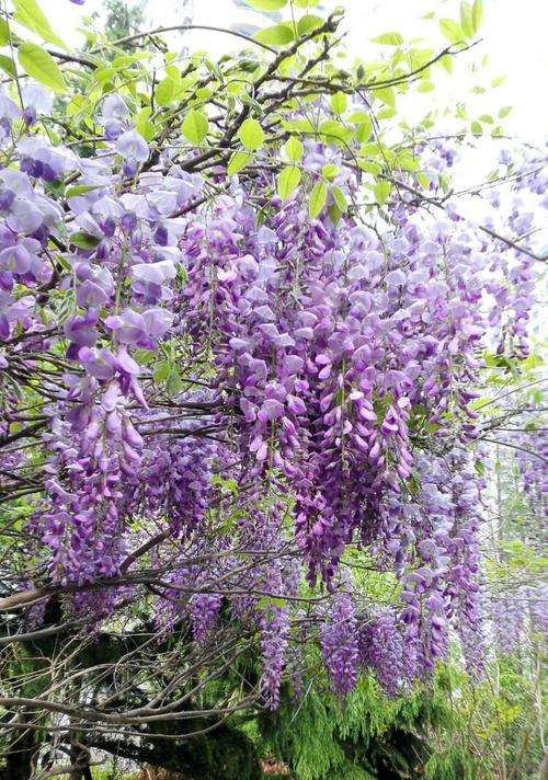 紫藤花的寓意和象征（深入探究紫藤花的文化内涵）