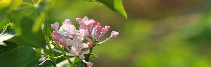 丁香花开放时间及（揭秘丁香花开花规律及花期）