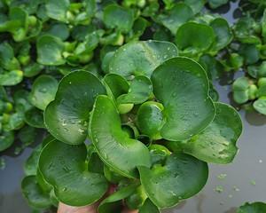 水生植物改善水质的终极方案（寻找最强的净水利器——水生植物）