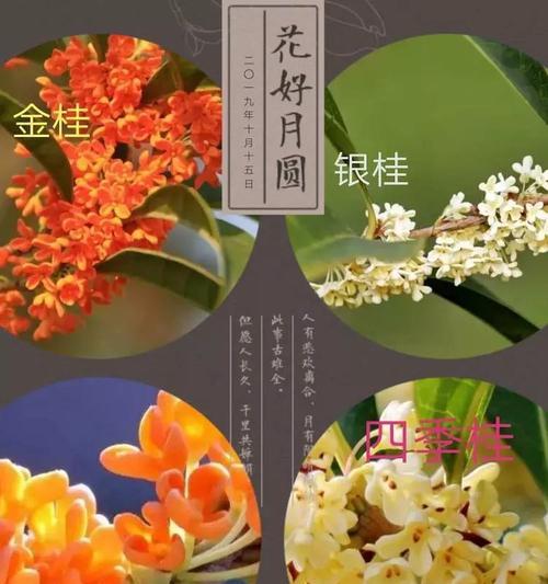 品种齐全的桂花之美（探寻桂花各大品种及特点，了解桂花之美）