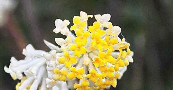 如何养护结香花开出美丽花朵（结香花养护之道，让花开得更美）