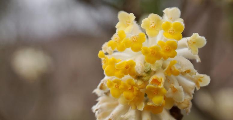 如何养护结香花开出美丽花朵（结香花养护之道，让花开得更美）