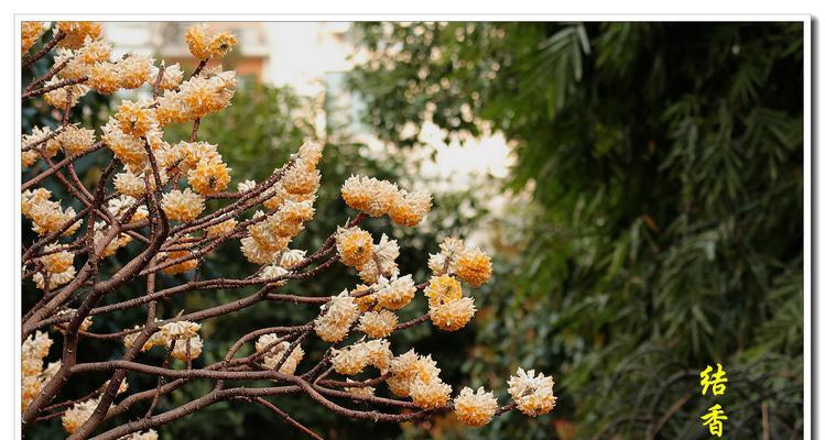 如何养护结香花开出美丽花朵（结香花养护之道，让花开得更美）