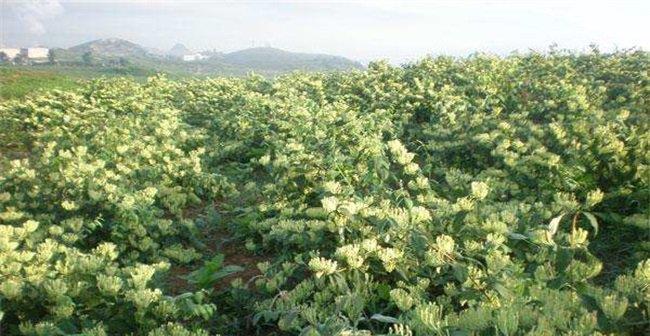 金银花种植技术与栽培管理（打造高效稳产的金银花产业）