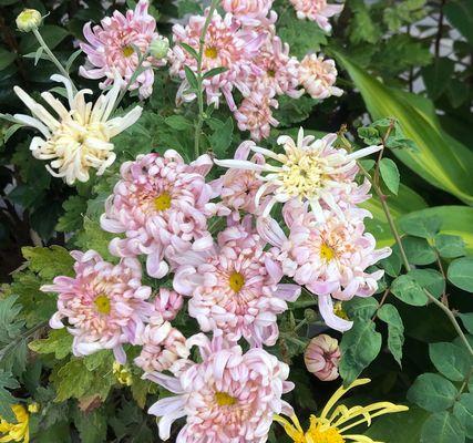 家居装饰的不二选择——菊花（美化生活、提高情趣的花卉盆栽）