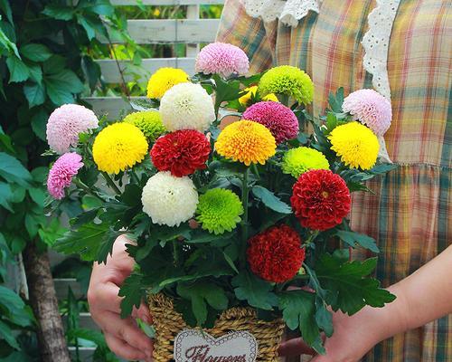 家居装饰的不二选择——菊花（美化生活、提高情趣的花卉盆栽）