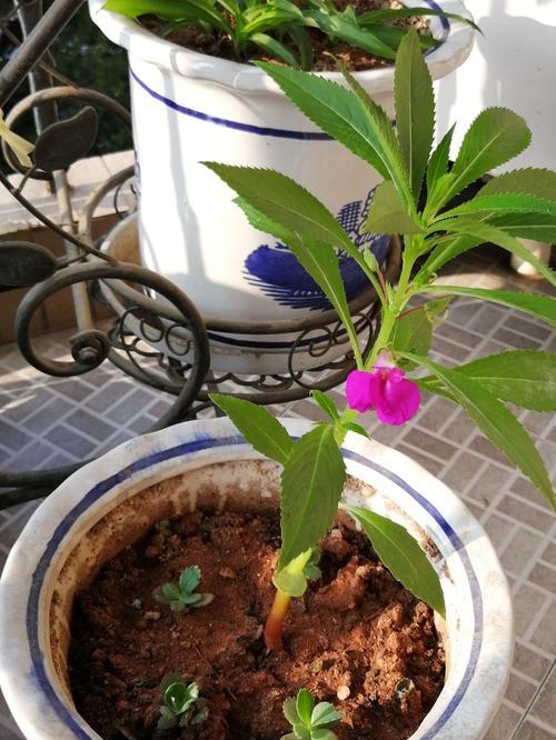 探秘凤仙花的生长过程（从种植到开花，一步步了解凤仙花的生命旅程）