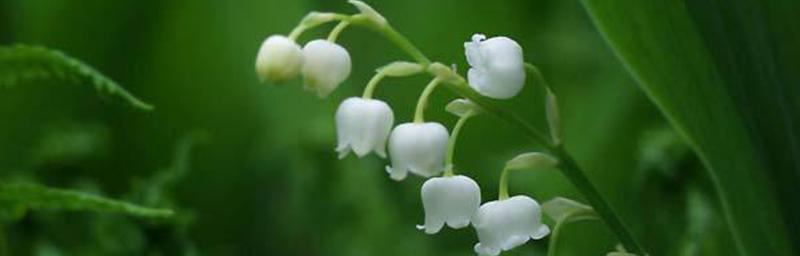 风铃草——花开铃响的美丽寓意（传递自由、爱与幸福的声音）