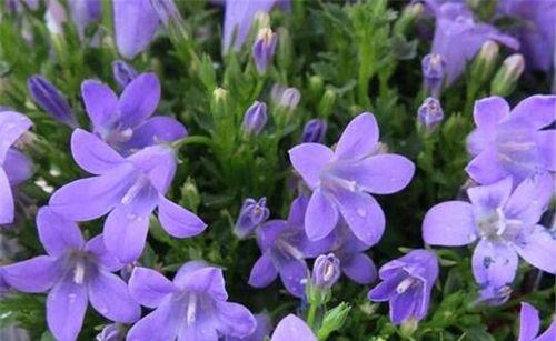 风铃草——花开铃响的美丽寓意（传递自由、爱与幸福的声音）