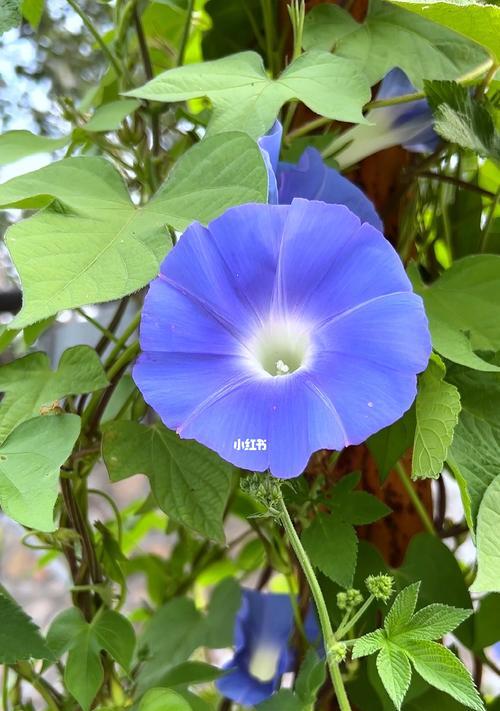 解析牵牛花的花语与传说（探寻牵牛花的神秘与美丽）