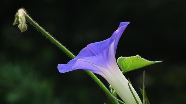 解析牵牛花的花语与传说（探寻牵牛花的神秘与美丽）