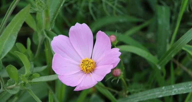 格桑花的寓意与花语（揭开格桑花神秘的面纱）