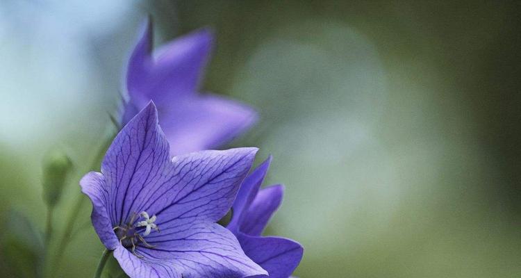 桔梗花的花语与象征（传达永恒、坚定的心声——解读桔梗花的花语与象征）