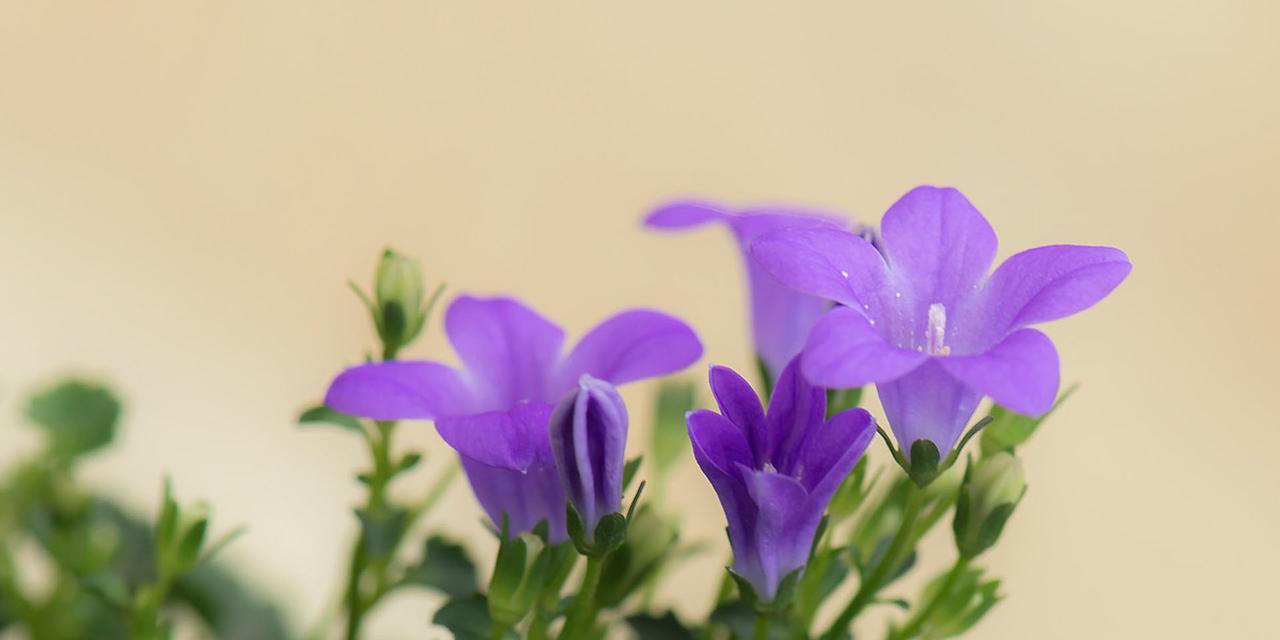 桔梗花的花语与象征（传达永恒、坚定的心声——解读桔梗花的花语与象征）