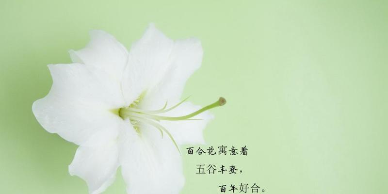 百合之意（探究百合的寓意与象征，了解它在不同文化中的地位）