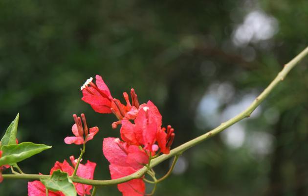 三角梅花语的深刻含义（探究三角梅花所代表的意义及其文化背景）