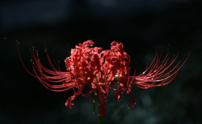 黑色彼岸花的花语和美丽图片（探秘黑色彼岸花的神秘之美，解读花语意义）