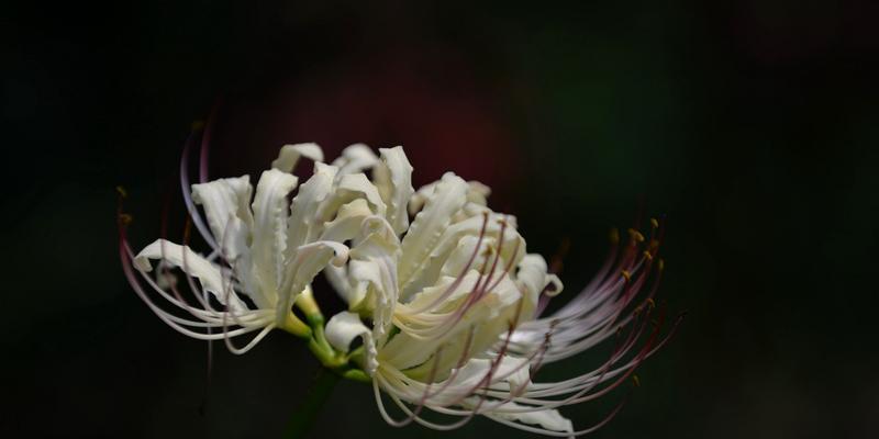 黑色彼岸花的花语和美丽图片（探秘黑色彼岸花的神秘之美，解读花语意义）