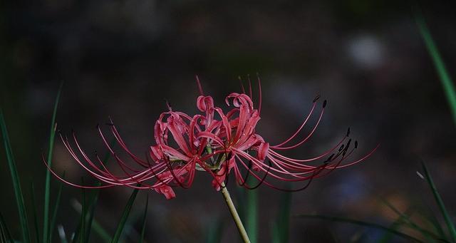 黑色彼岸花的花语和美丽图片（探秘黑色彼岸花的神秘之美，解读花语意义）