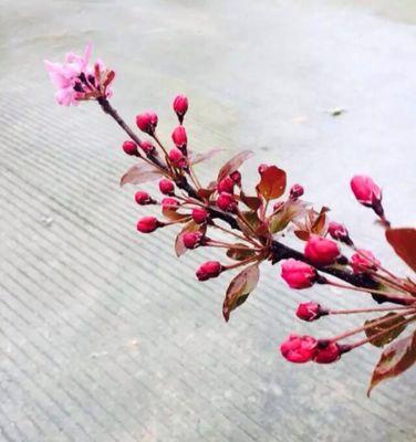 海棠花的爱情含义（探寻海棠花的浪漫意蕴）