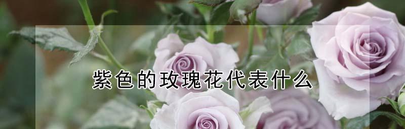 不同颜色玫瑰花的花语（探究玫瑰花不同颜色所代表的含义）