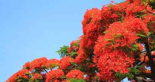 凤凰花，盛放激情与希望（以“重生”为主题的花语，寓意美好与追求）