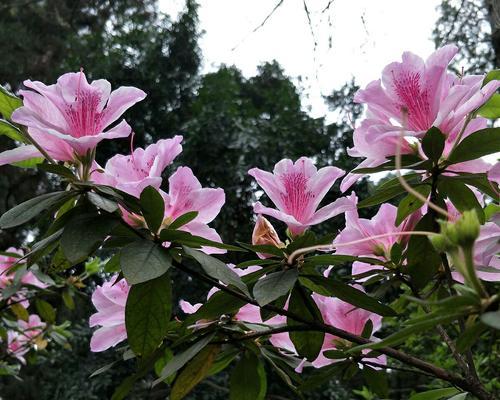 杜鹃花语与寓意（颜色多样、千姿百态的花朵，传递着深刻的内涵）